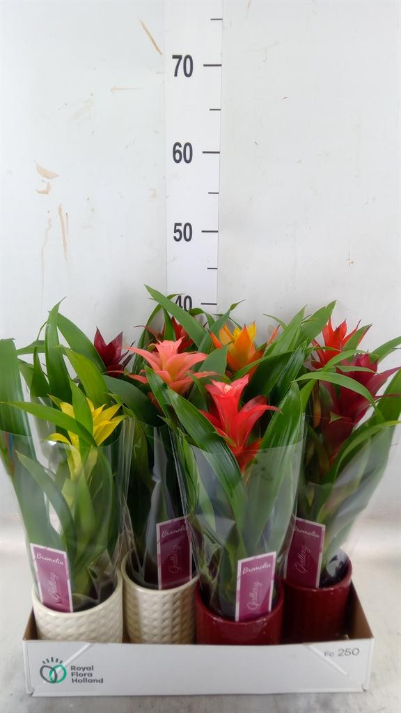 Горшечные цветы и растения оптом Guzmania   ...mix от 8шт из Голландии с доставкой по России