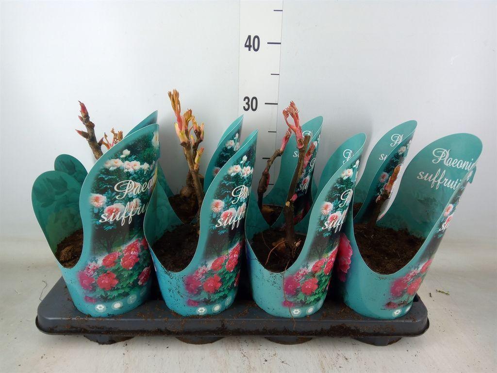 Горшечные цветы и растения оптом Paeonia Suffruticosa   ...mix от 8шт из Голландии с доставкой по России