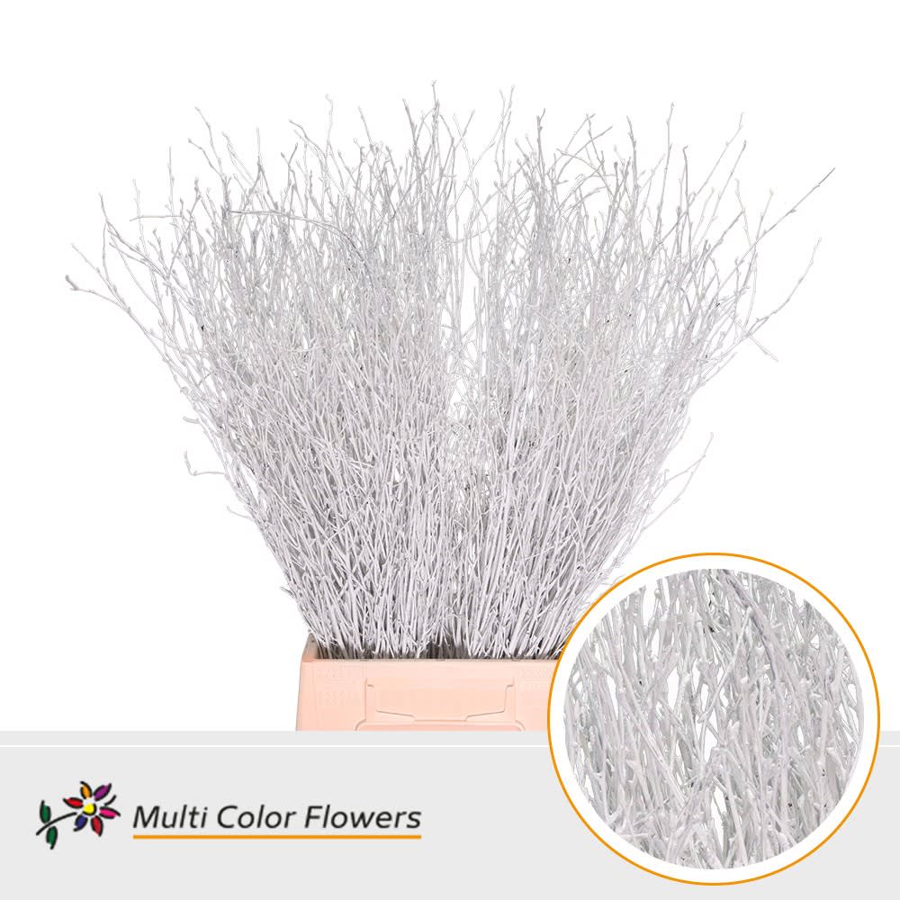 Срезанные цветы оптом Betula paint white от 100шт из Голландии с доставкой по России