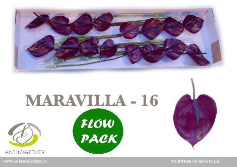 Срезанные цветы оптом Anthurium maravilla от 16шт из Голландии с доставкой по России