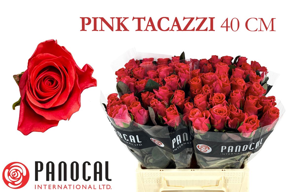 Срезанные цветы оптом Rosa large pink tacazzi+ от 60шт из Голландии с доставкой по России