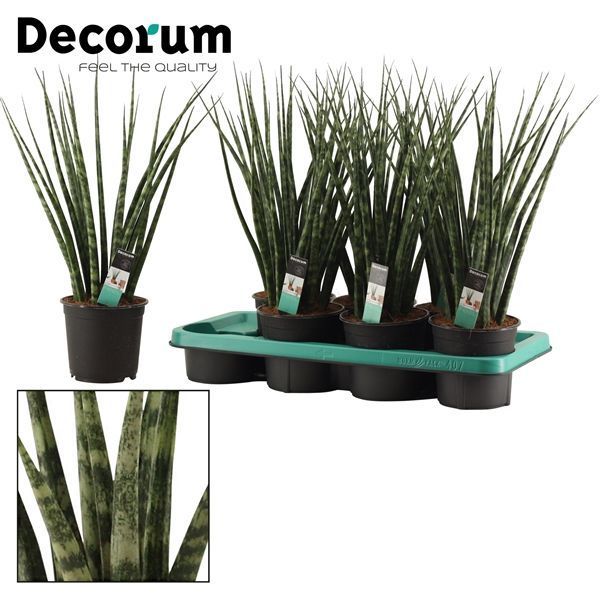 Горшечные цветы и растения оптом Sansevieria Fernwood (decorum) от 7шт из Голландии с доставкой по России