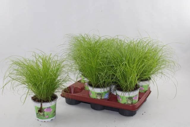 Горшечные цветы и растения оптом Cyper Alt Zumula от 8шт из Голландии с доставкой по России