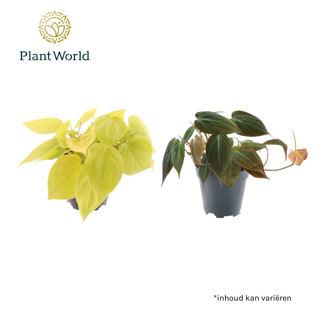 Горшечные цветы и растения оптом Philodendron Scandens Micans Mix от 10шт из Голландии с доставкой по России