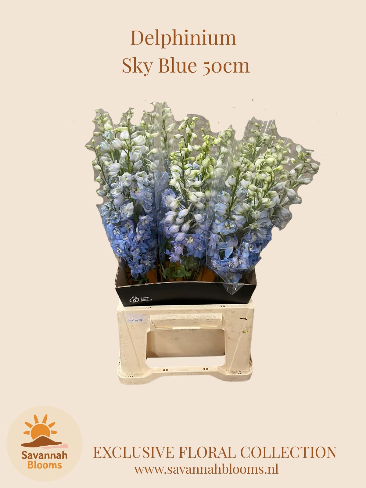 Срезанные цветы оптом Delphinium do magic fountains skyblue whitebee от 25шт из Голландии с доставкой по России