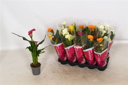 Горшечные цветы и растения оптом Zant Gem 4 + In Deco Pot * Spring Deal * от 10шт из Голландии с доставкой по России