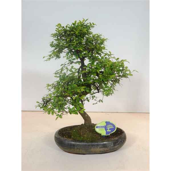 Горшечные цветы и растения оптом Bonsai Zelkova Parvifolia, 29cm., Shape, Without D от 2шт из Голландии с доставкой по России