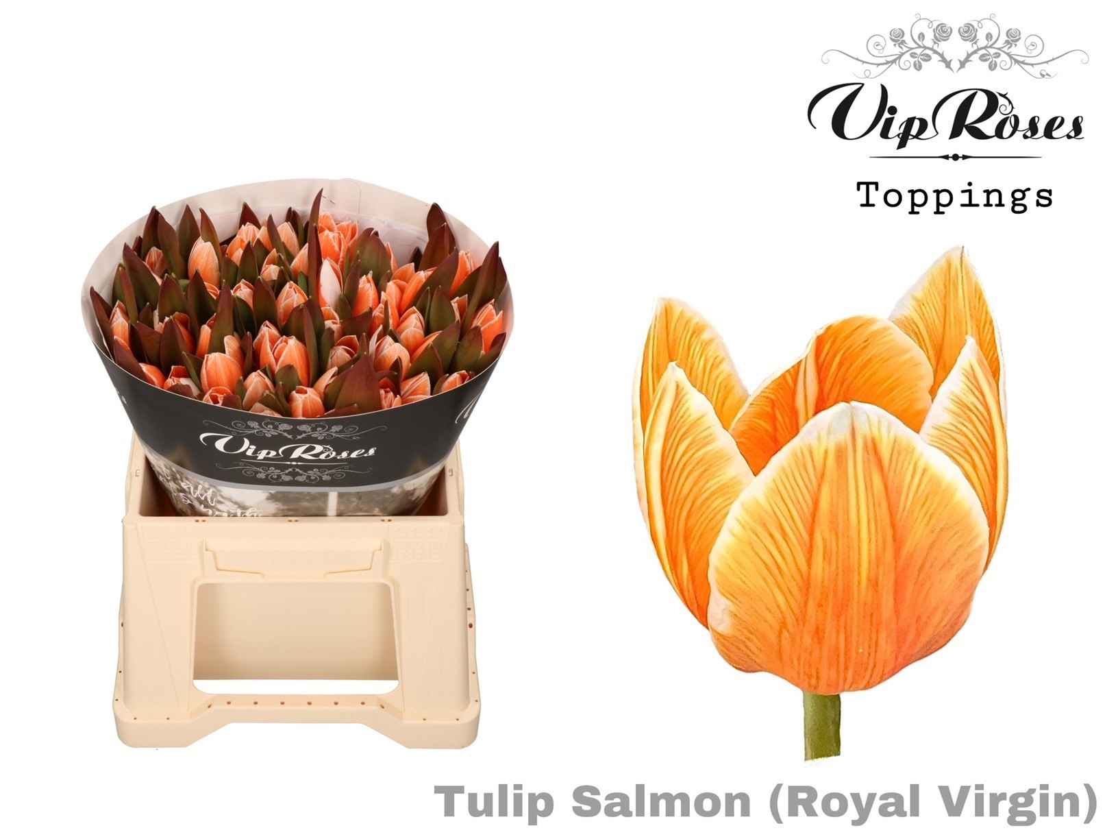 Срезанные цветы оптом Tulipa si paint salmon от 50шт из Голландии с доставкой по России