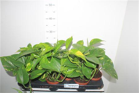 Горшечные цветы и растения оптом Epipr Aureum Superdeal от 12шт из Голландии с доставкой по России