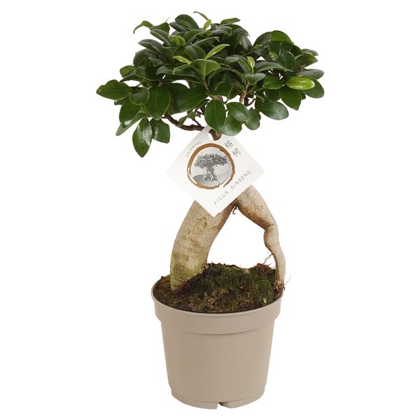 Горшечные цветы и растения оптом Ficus Ginseng от 6шт из Голландии с доставкой по России