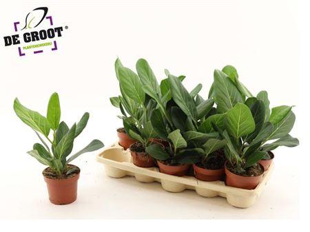 Горшечные цветы и растения оптом Ficus Beng Audrey от 10шт из Голландии с доставкой по России