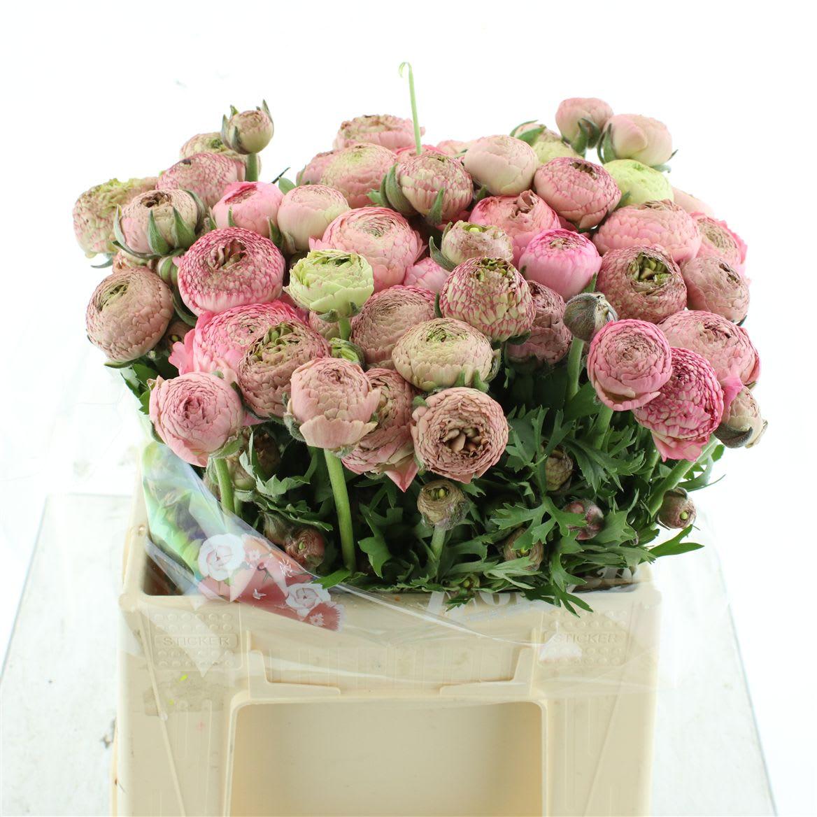 Срезанные цветы оптом Ranunculus aazur antique pink от 30шт из Голландии с доставкой по России