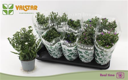Горшечные цветы и растения оптом Aste Starl Gem * Spring Deal * от 10шт из Голландии с доставкой по России