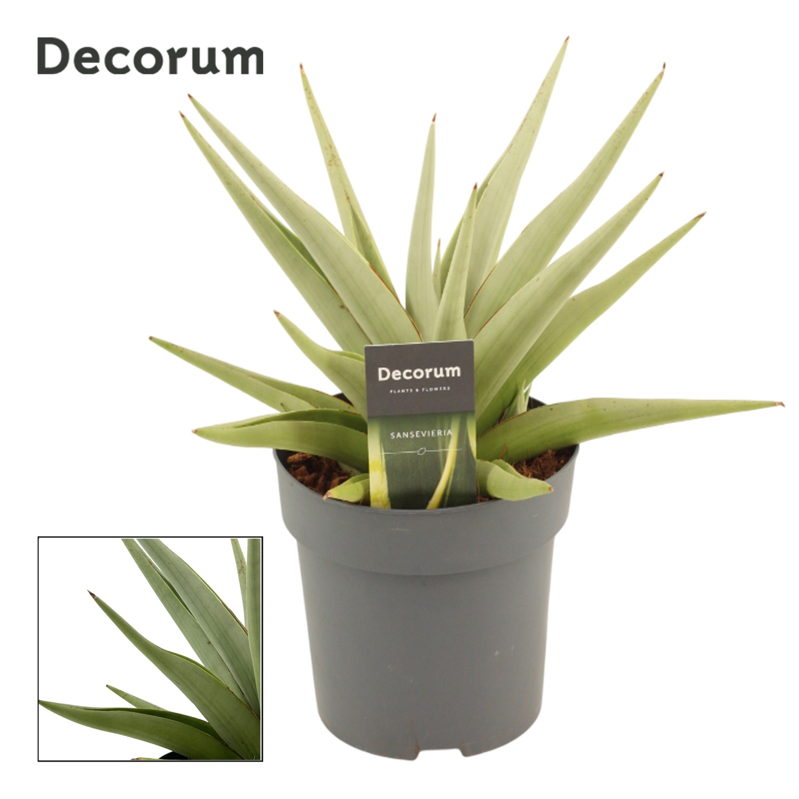 Горшечные цветы и растения оптом Sansevieria Chanin Crown (decorum) от 4шт из Голландии с доставкой по России