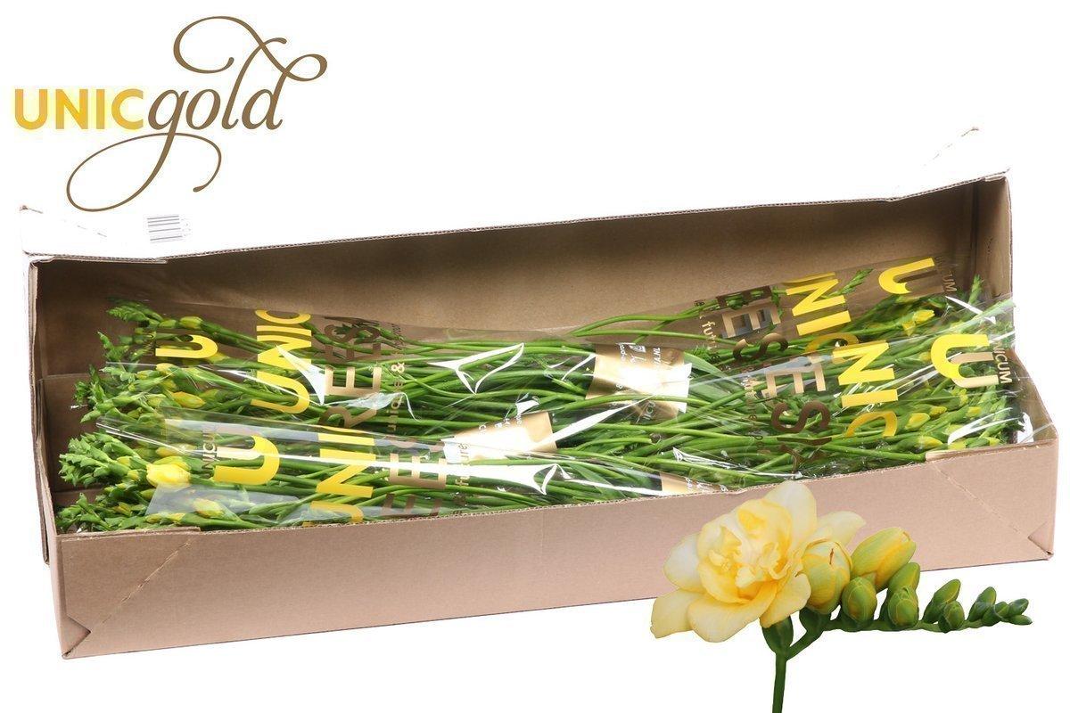 Срезанные цветы оптом Freesia do marseille от 100шт из Голландии с доставкой по России