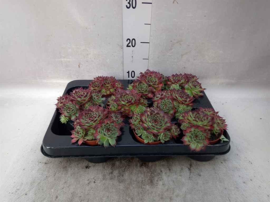 Горшечные цветы и растения оптом Sempervivum Tectorum от 9шт из Голландии с доставкой по России