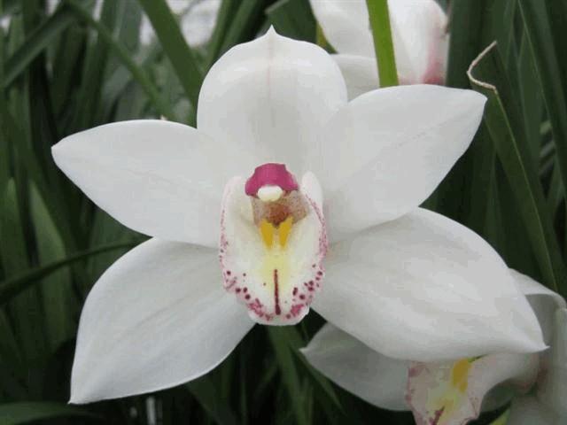 Срезанные цветы оптом Minicymbidium white от 15шт из Голландии с доставкой по России