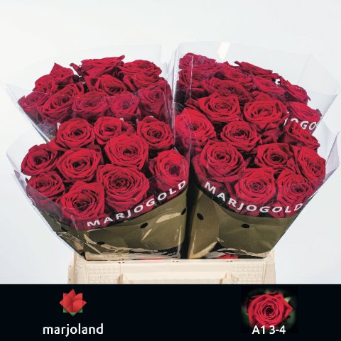 Срезанные цветы оптом Rosa large red naomi! от 40шт из Голландии с доставкой по России
