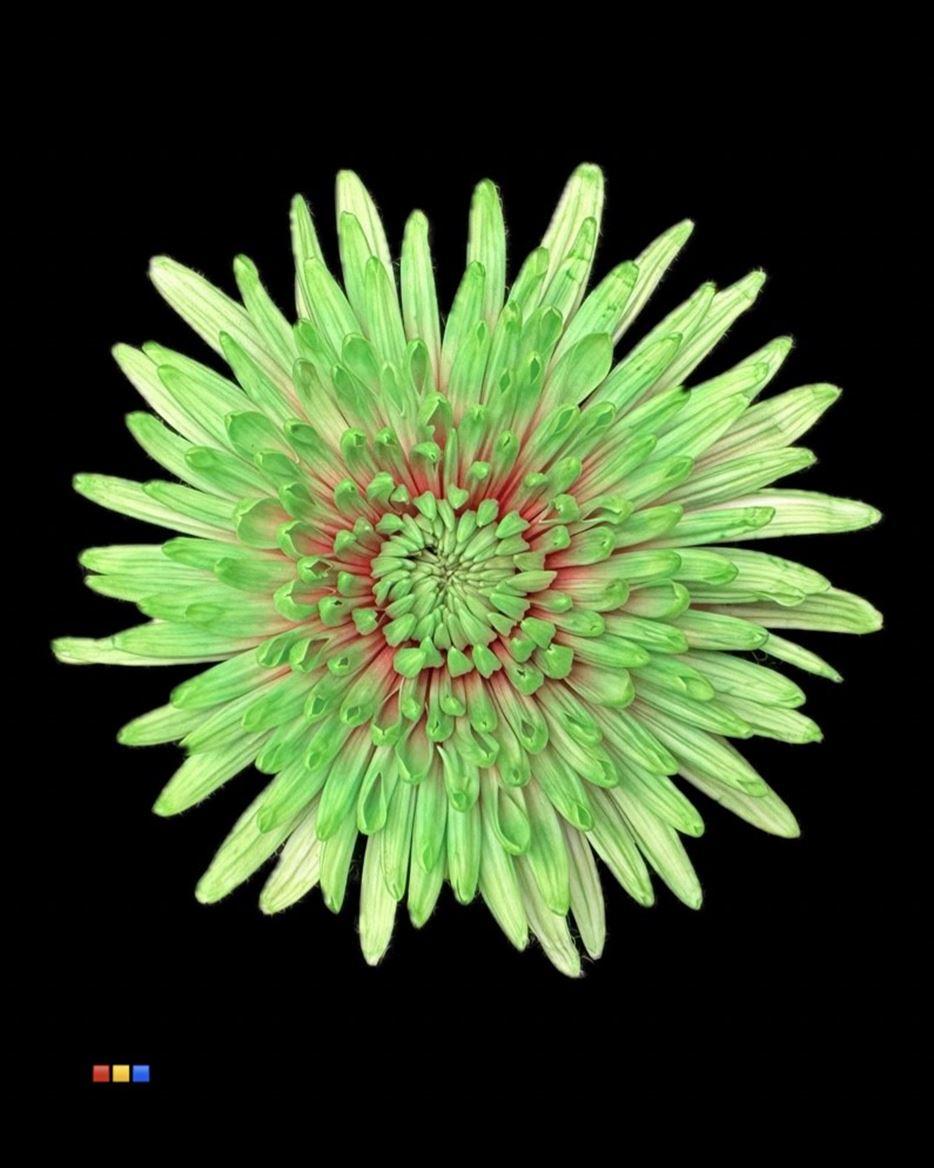 Срезанные цветы оптом Chrys bl paint topspin bubblicious от 60шт из Голландии с доставкой по России