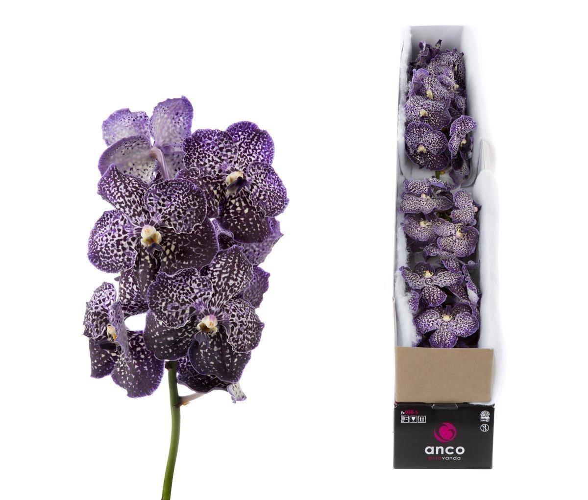 Срезанные цветы оптом Vanda sunanda jeff leatham per stem от 10шт.. из Голландии с доставкой по России