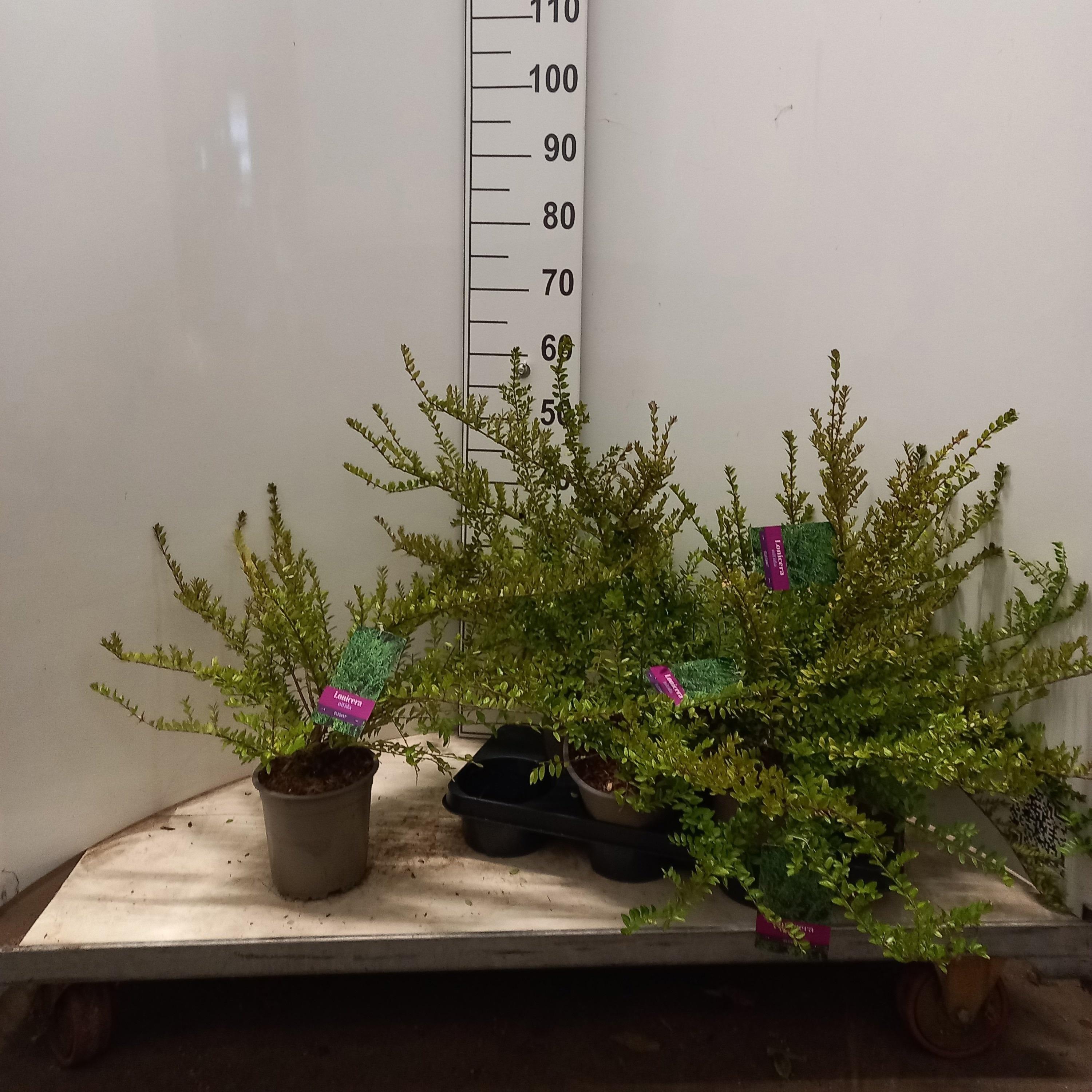 Горшечные цветы и растения оптом Lon S Ni Elegant от 6шт из Голландии с доставкой по России