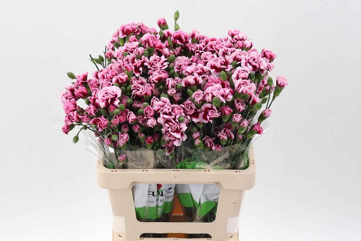 Срезанные цветы оптом Dianthus sp salsa от 100шт из Голландии с доставкой по России