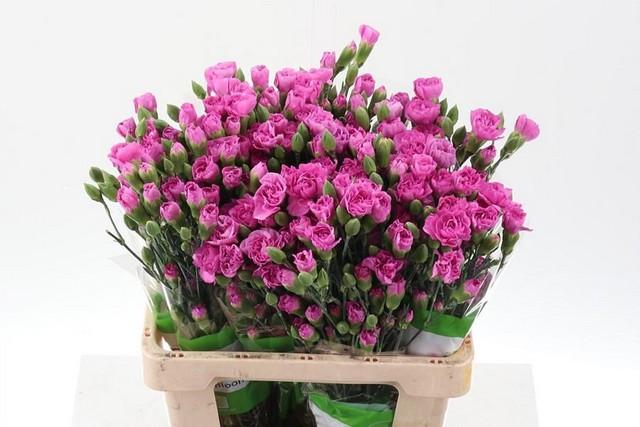 Срезанные цветы оптом Dianthus sp malibu от 80шт из Голландии с доставкой по России