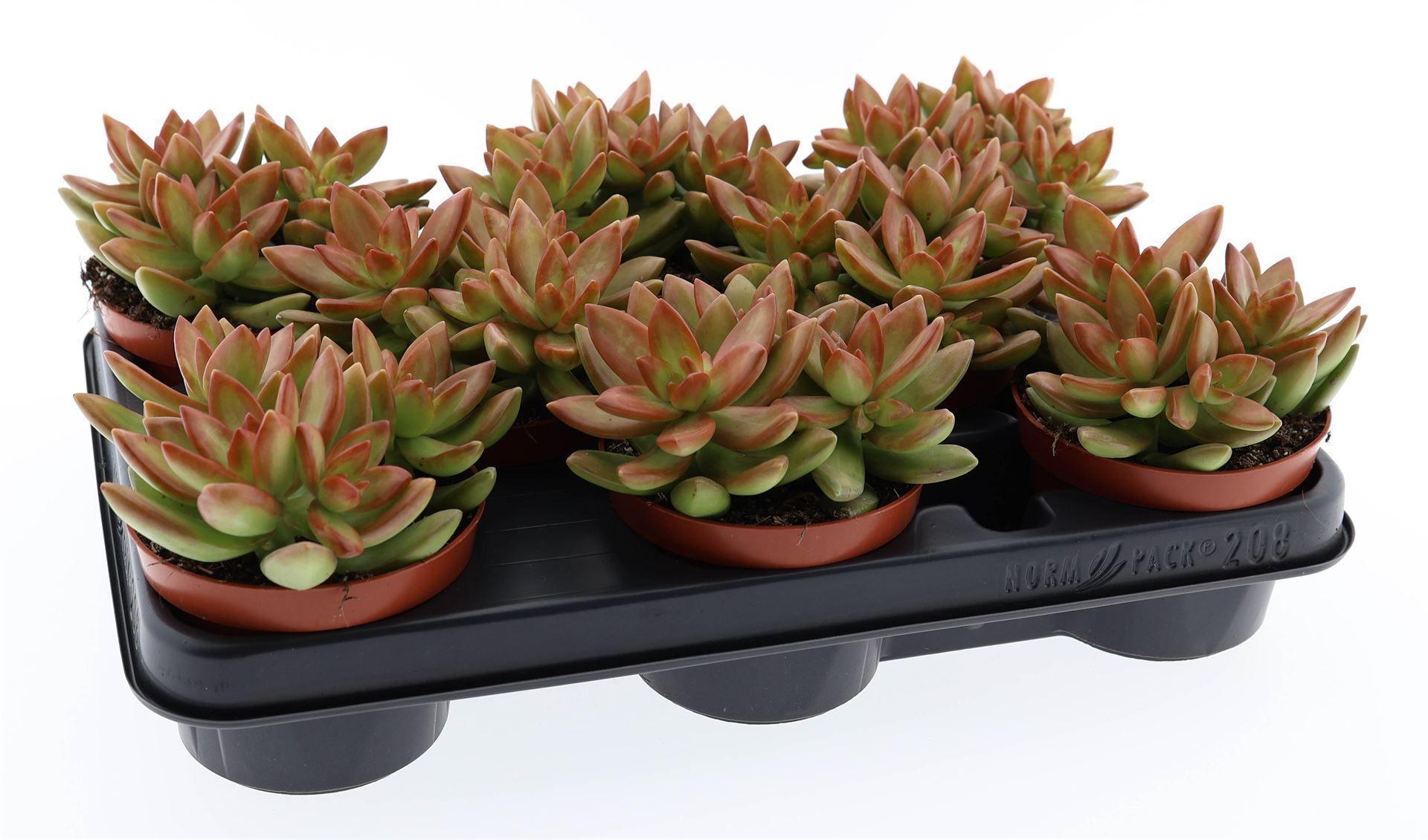 Горшечные цветы и растения оптом Sedum   ... от 8шт из Голландии с доставкой по России