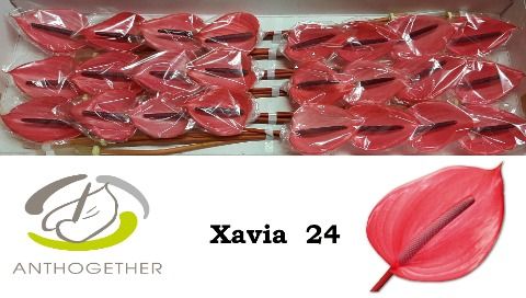 Срезанные цветы оптом Anthurium xavia от 24шт из Голландии с доставкой по России