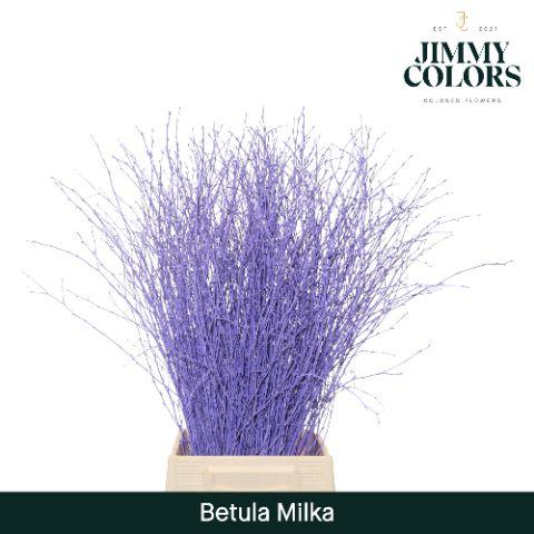 Срезанные цветы оптом Betula paint milka от 10шт из Голландии с доставкой по России