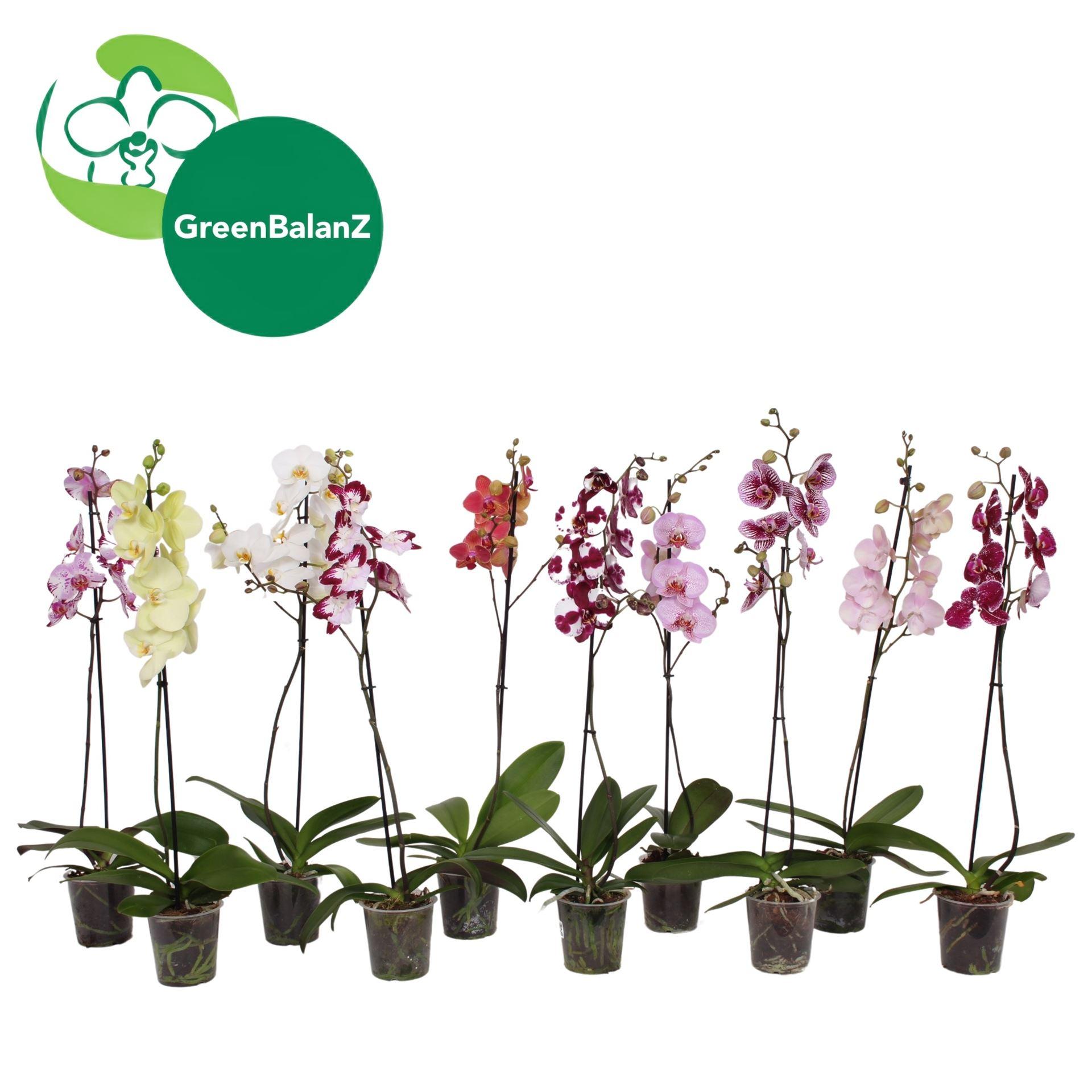 Горшечные цветы и растения оптом Phalaenopsis   ...mix от 12шт' из Голландии с доставкой по России
