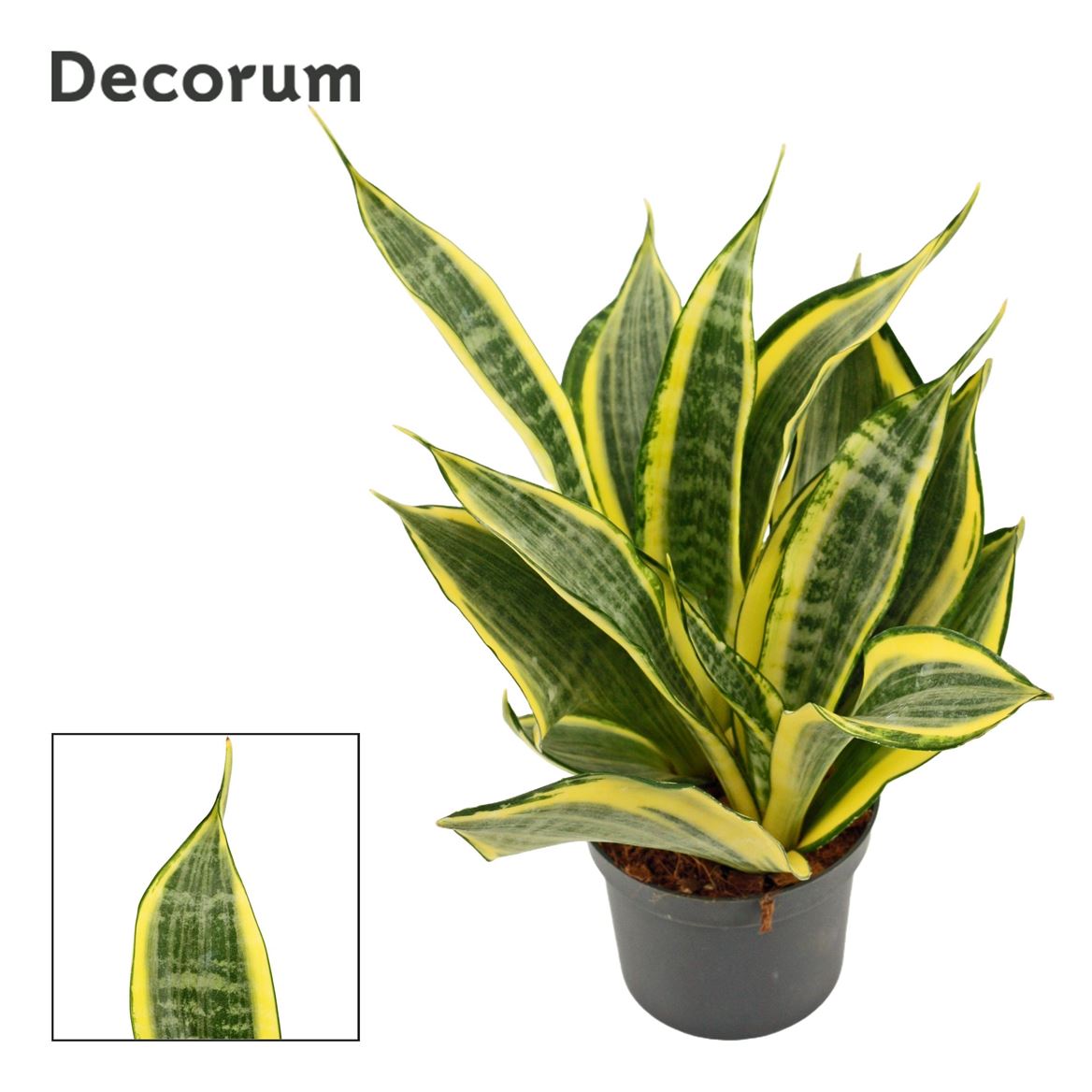 Горшечные цветы и растения оптом Sansevieria Hi Color от 18шт (для телеги) из Голландии с доставкой по России