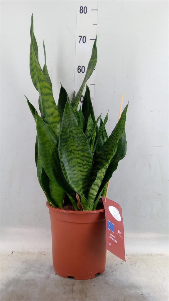 Горшечные цветы и растения оптом Sansevieria Black Coral от 1шт из Голландии с доставкой по России