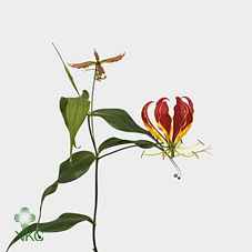 Срезанные цветы оптом Gloriosa rothschildiana от 65шт из Голландии с доставкой по России
