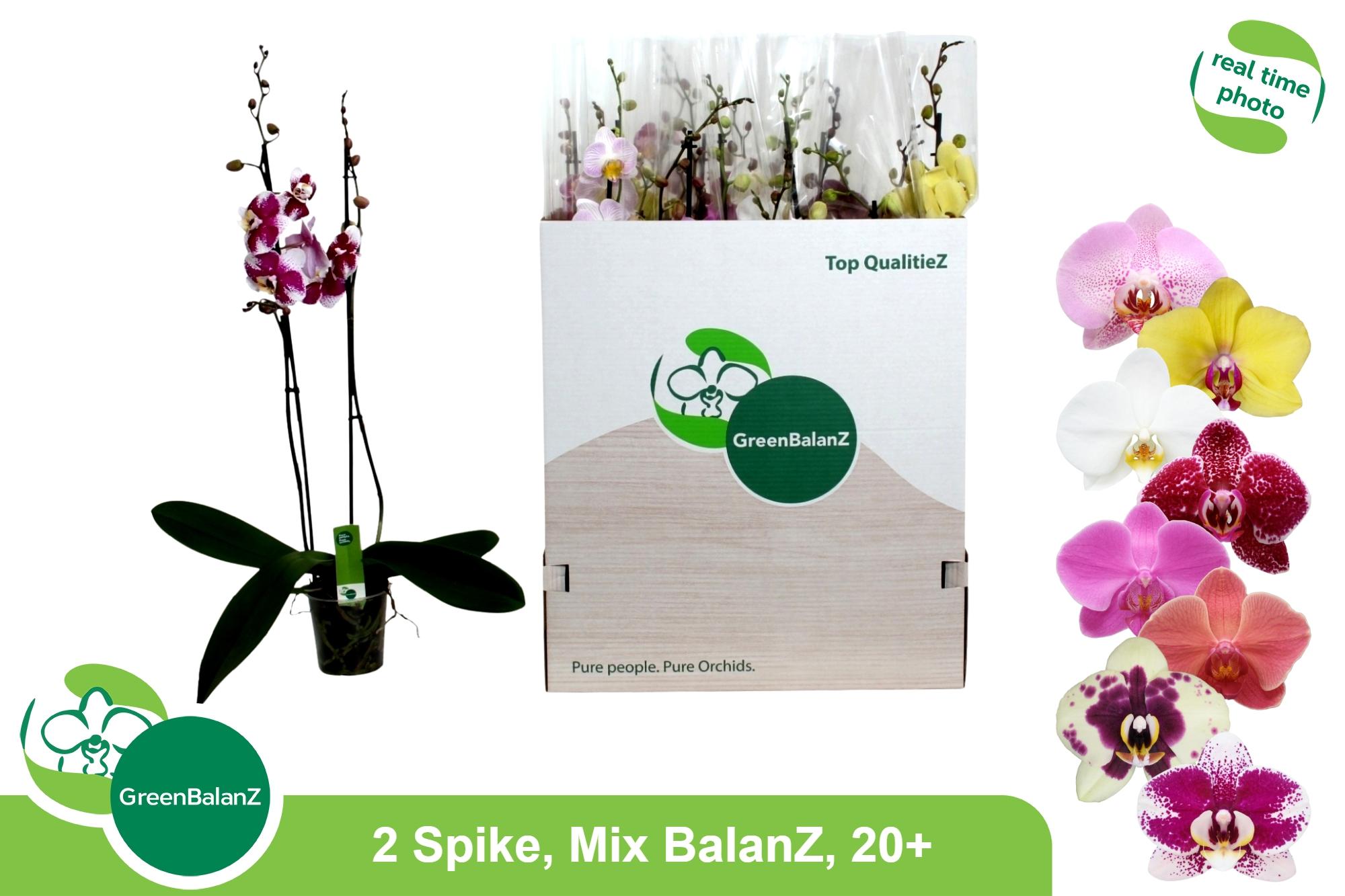 Горшечные цветы и растения оптом Phal Gem от 12шт из Голландии с доставкой по России