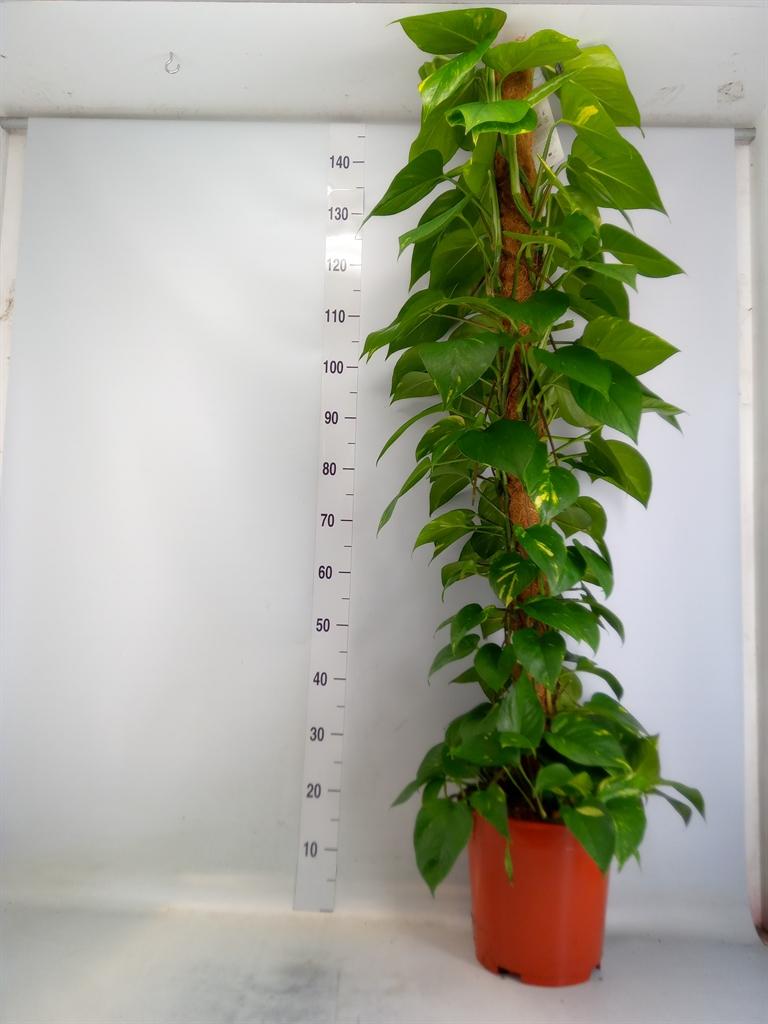 Горшечные цветы и растения оптом Epipremnum Pinn.   ...moss Stick от 1шт из Голландии с доставкой по России