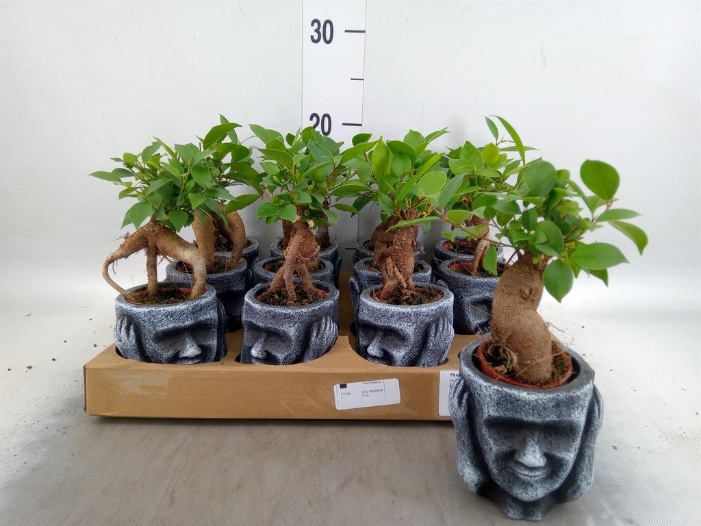 Горшечные цветы и растения оптом Ficus Ginseng Budda Gold от 12шт (для телеги) из Голландии с доставкой по России