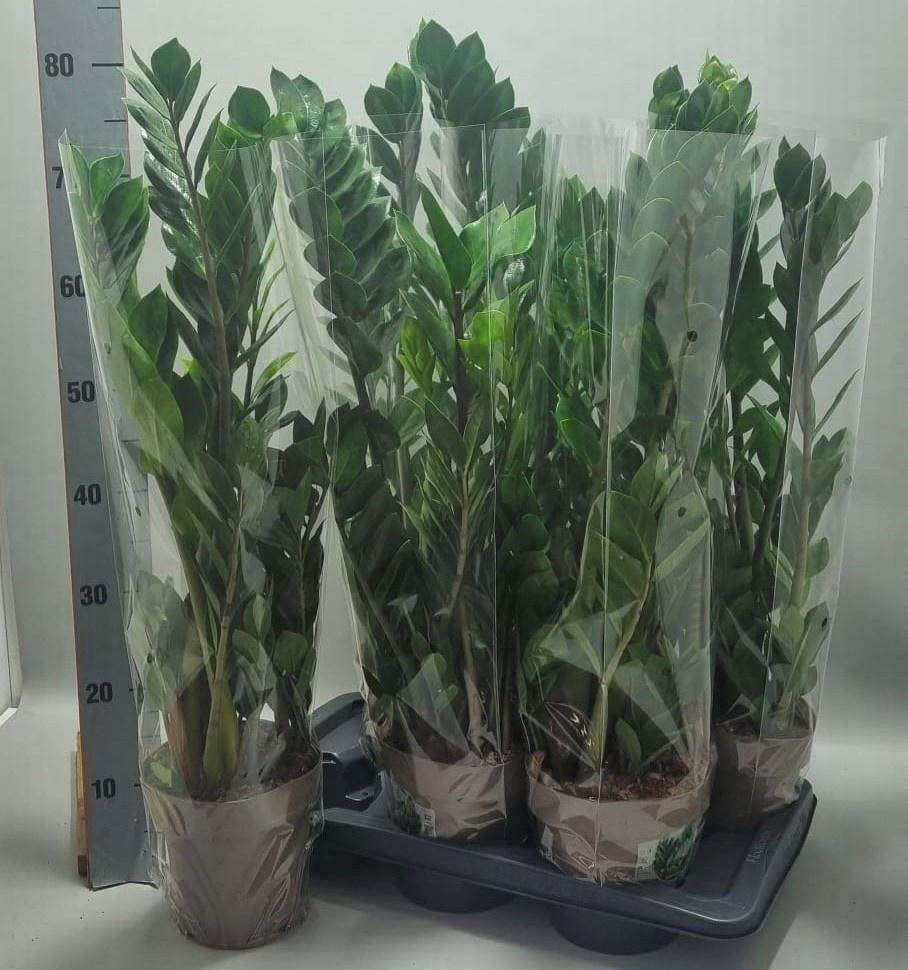 Горшечные цветы и растения оптом Zamio Zamiifolia от 6шт из Голландии с доставкой по России