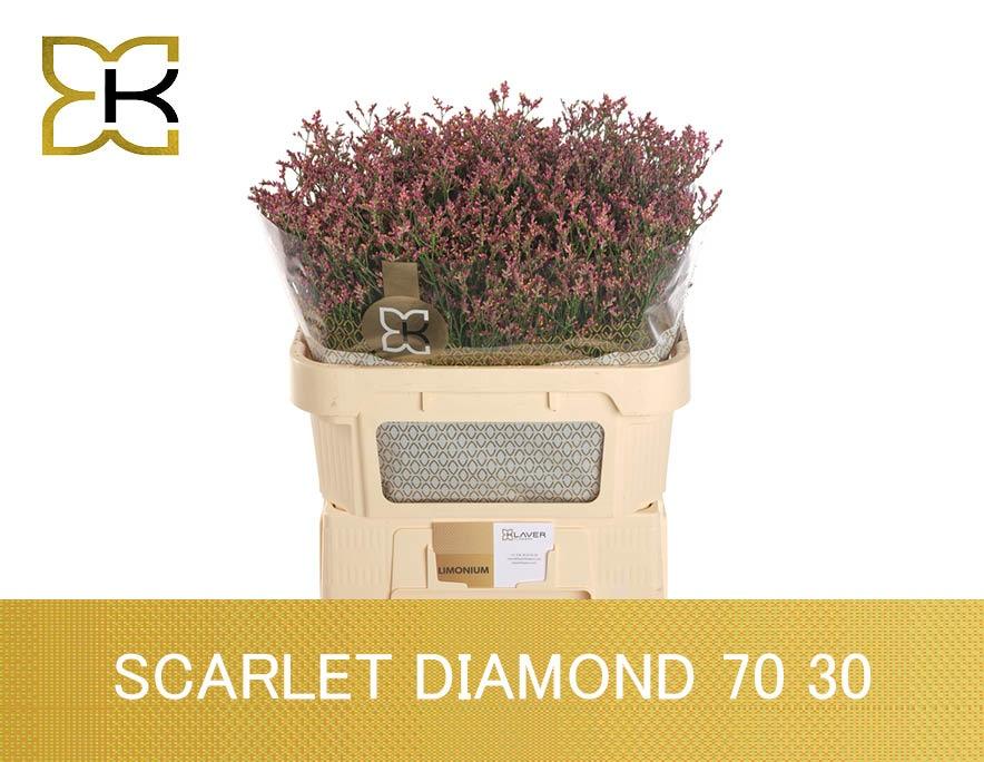 Срезанные цветы оптом Limonium scarlett diamond от 50шт. из Голландии с доставкой по России