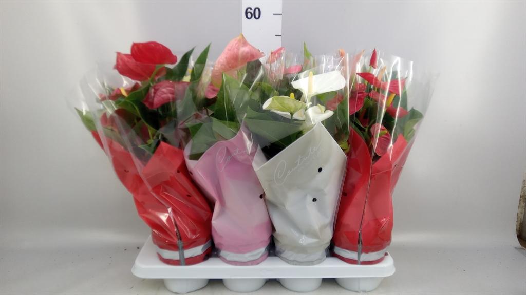 Горшечные цветы и растения оптом Anthurium ...mix 4 от 8шт из Голландии с доставкой по России