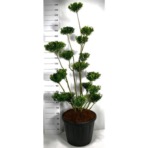 Горшечные цветы и растения оптом Ilex Maximowicziana Kanehirae от 1шт из Голландии с доставкой по России