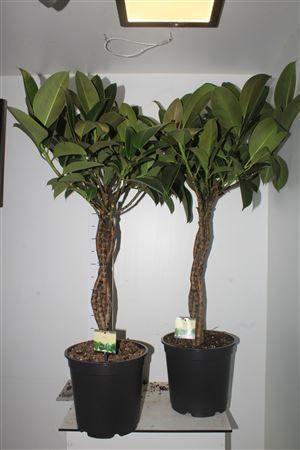 Горшечные цветы и растения оптом Fic El Melany 3pp Twister от 1шт из Голландии с доставкой по России