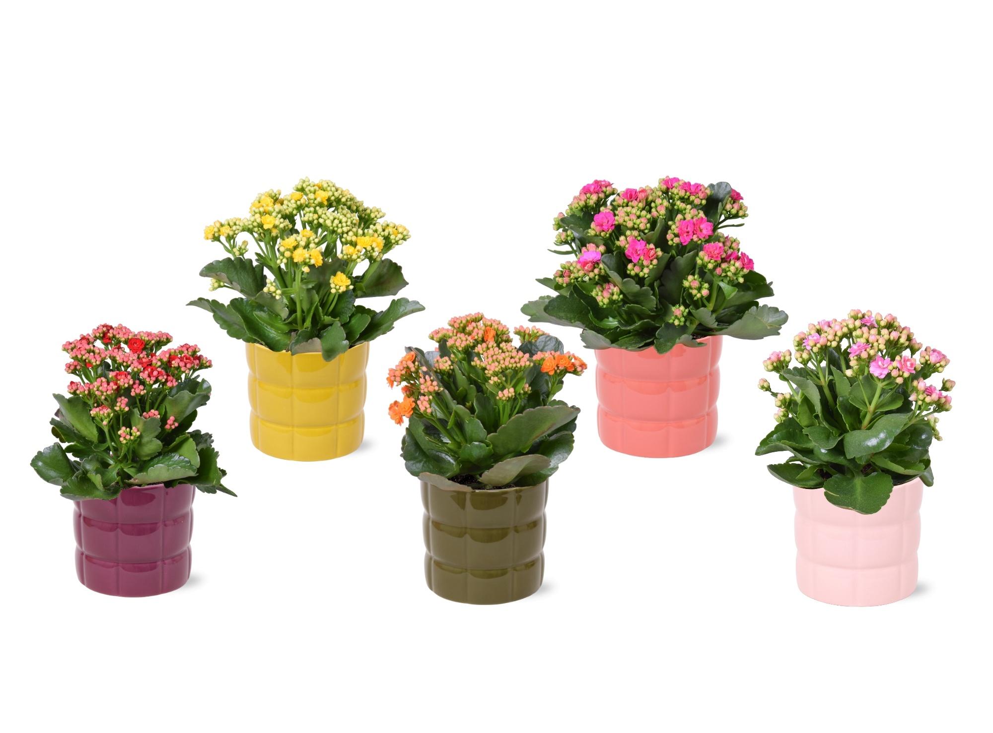 Горшечные цветы и растения оптом Kal Ge Gem от 5шт из Голландии с доставкой по России