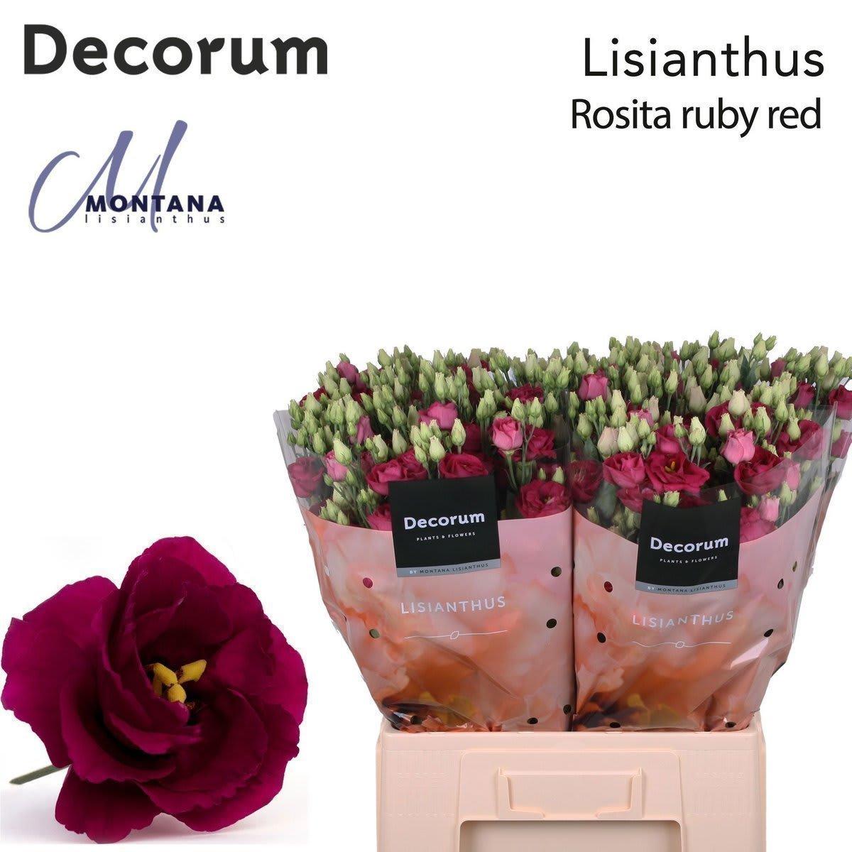 Срезанные цветы оптом Lisianthus do rosita red от 50шт из Голландии с доставкой по России