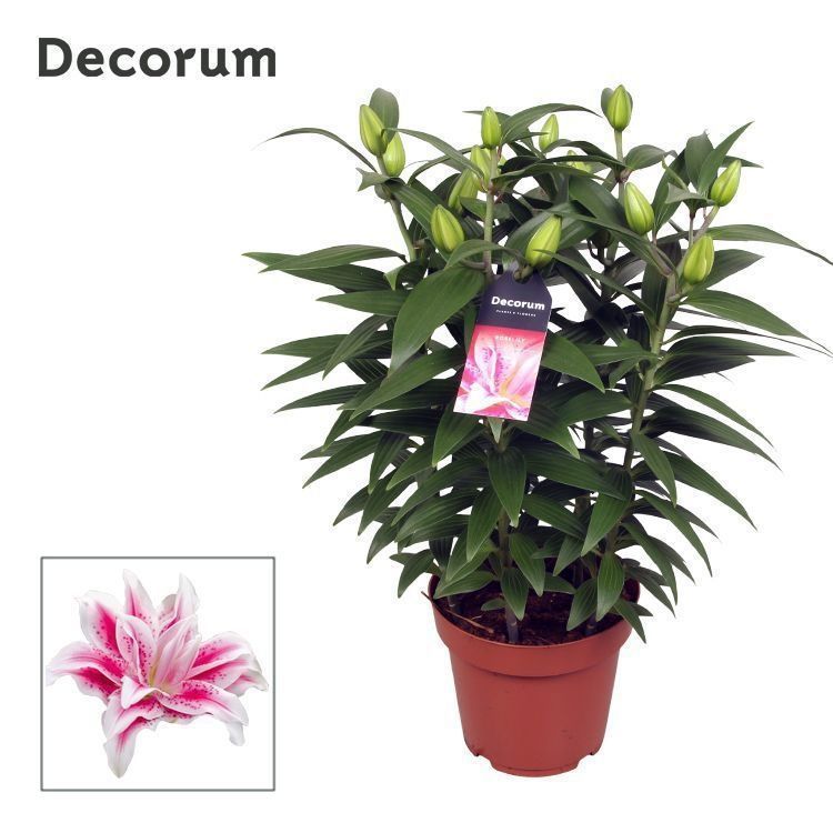 Горшечные цветы и растения оптом Lilium Or Roselily Nowa 5pp (decorum) от 5шт из Голландии с доставкой по России