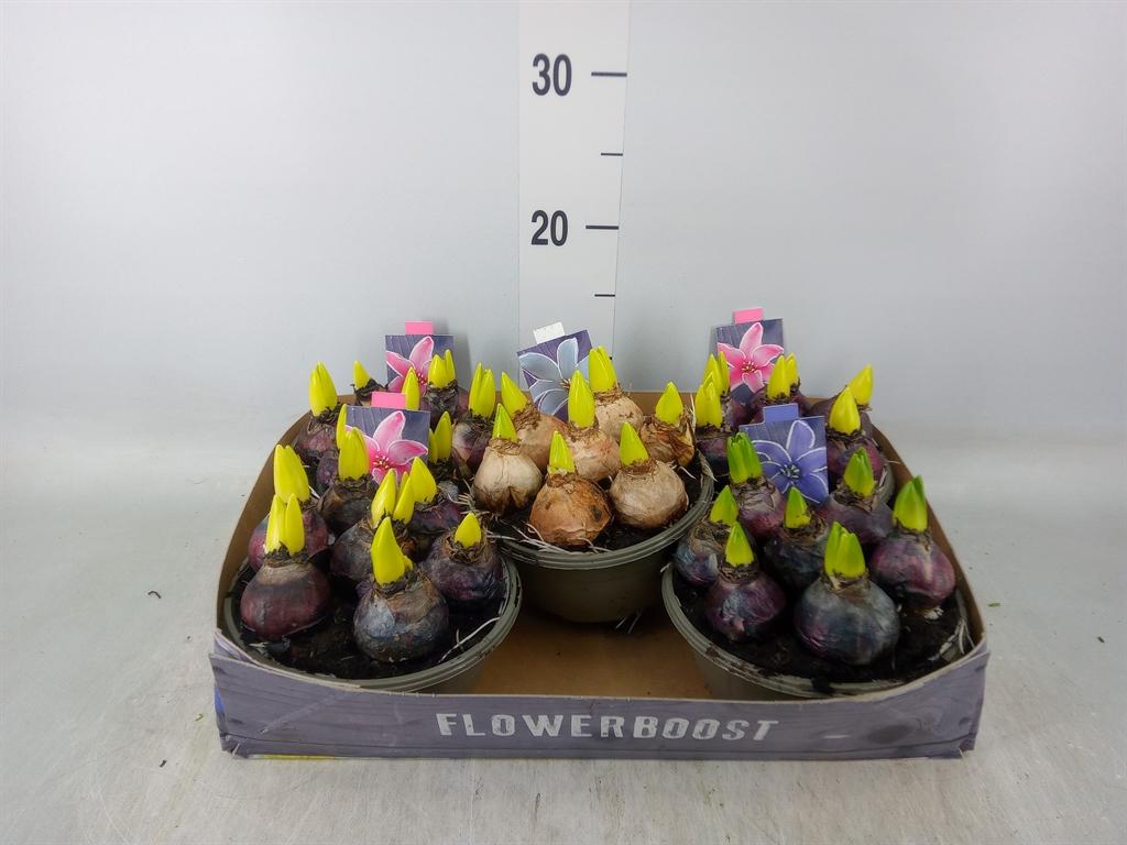 Горшечные цветы и растения оптом Hyacinthus Orie.   ...mix от 5шт из Голландии с доставкой по России