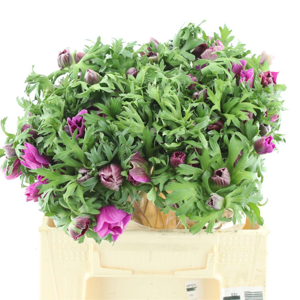 Срезанные цветы оптом Anemone marianne orchid от 100шт из Голландии с доставкой по России