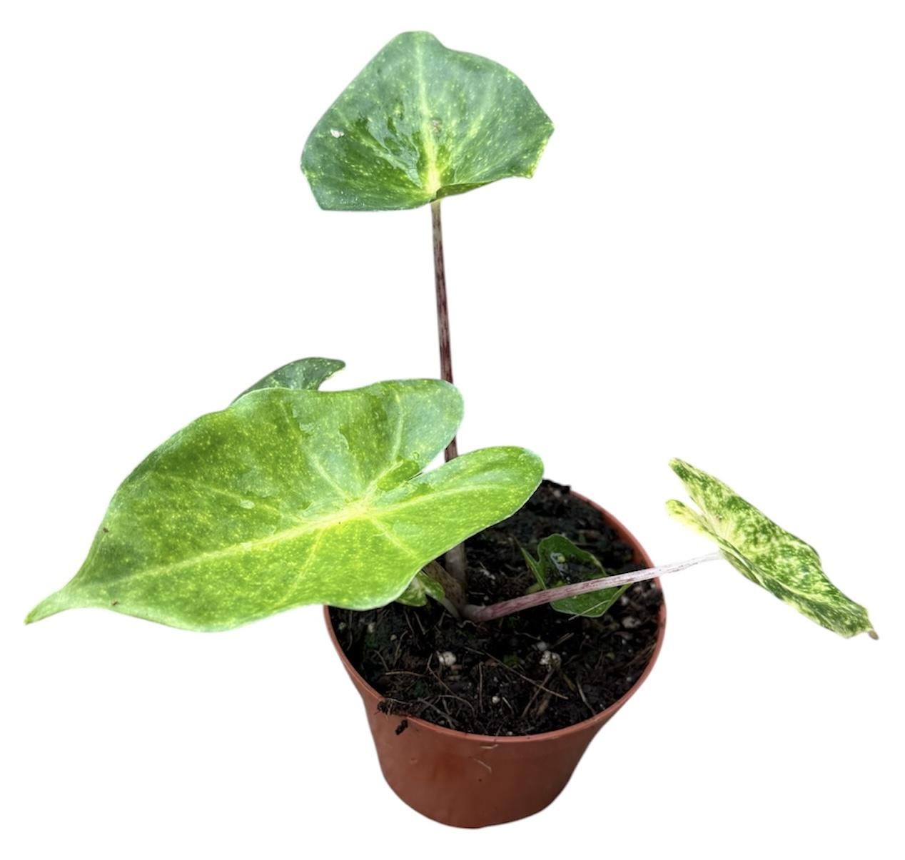 Горшечные цветы и растения оптом Alocasia New Guinea Gold от 1шт (для телеги) из Голландии с доставкой по России