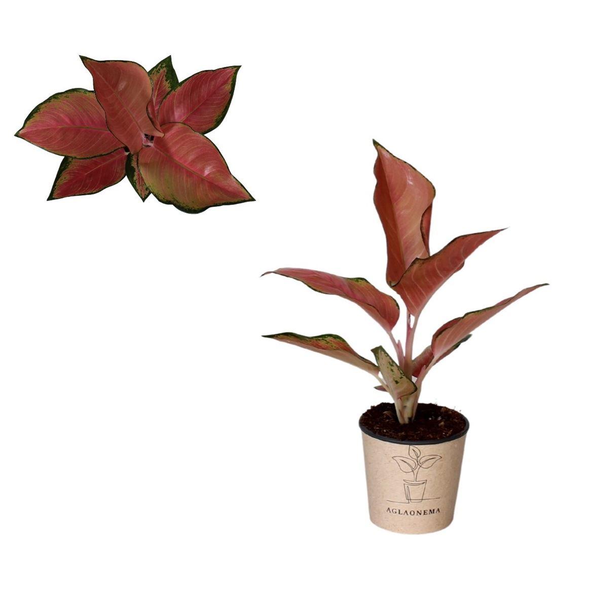 Горшечные цветы и растения оптом Aglaonema China Red от 4шт из Голландии с доставкой по России