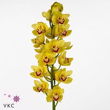 Срезанные цветы оптом Cymbidium yellow rijsenhout от 9шт. из Голландии с доставкой по России